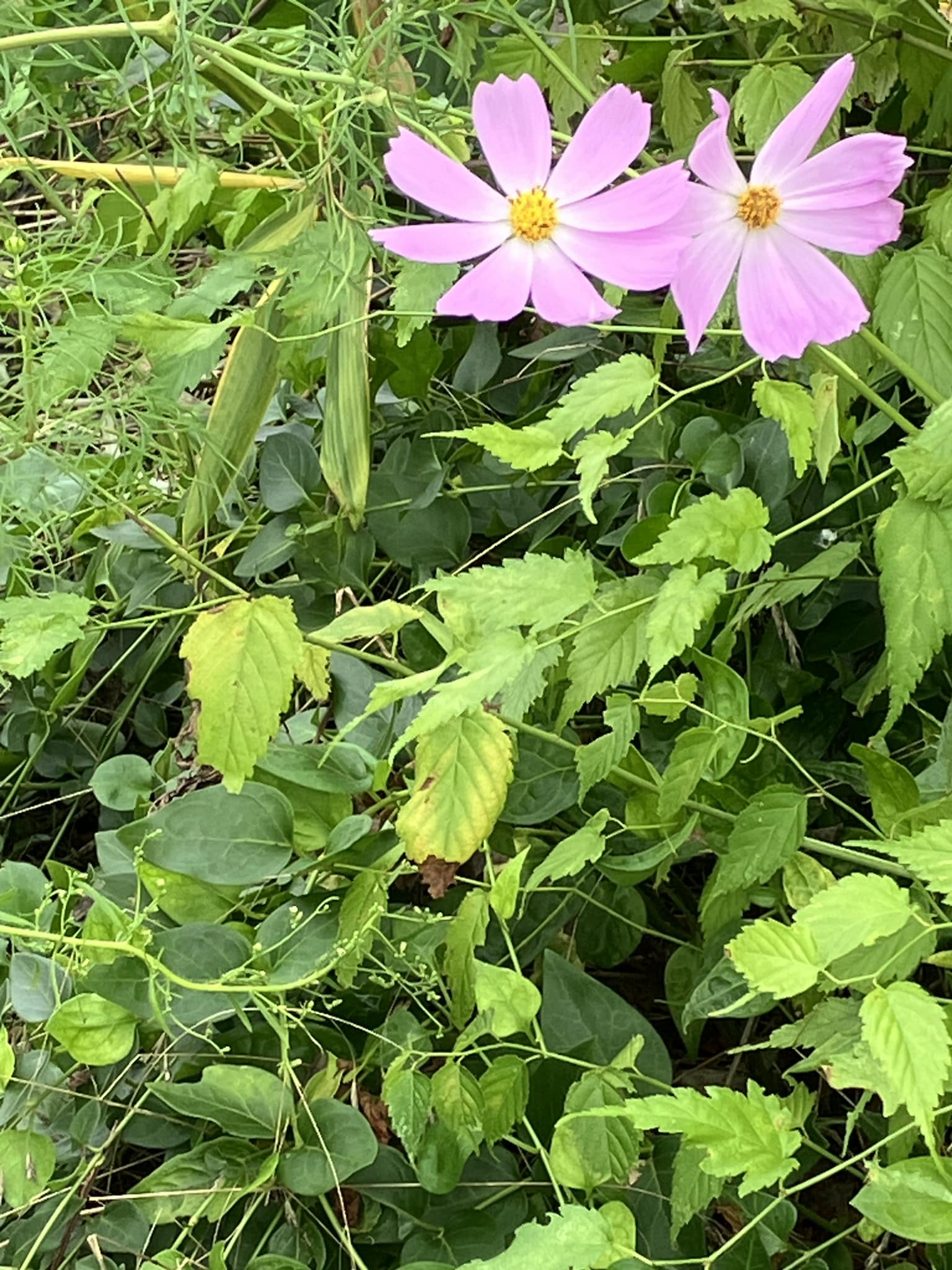 花の画像のようです